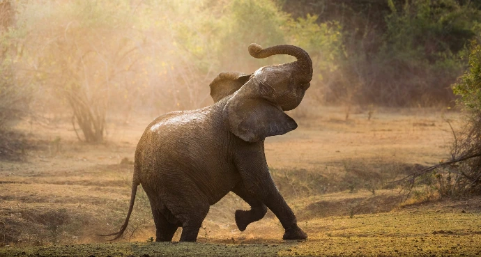 An elephant sprays water in a dry, grassy field.